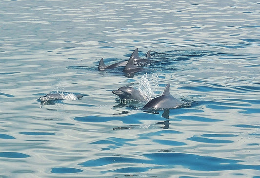 Dolphin Migration Watamu (April & November)