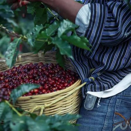 Coffee Farm Tour