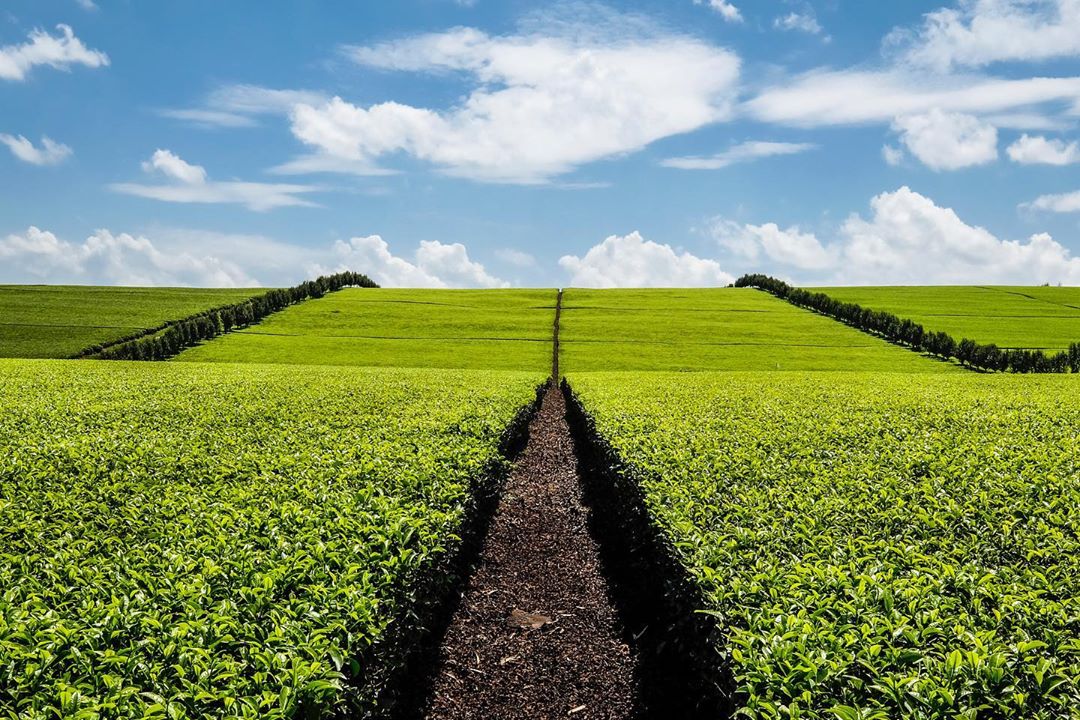 Limuru Tea Farm Experience