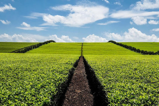 Limuru Tea Farm Experience