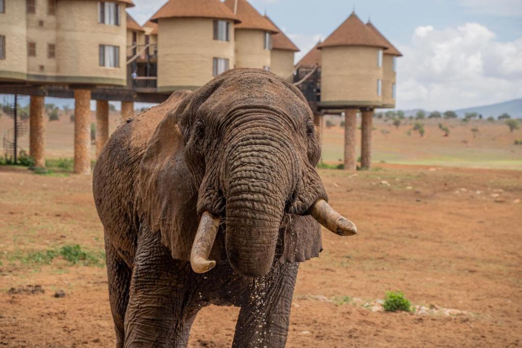 Sarova Salt Lick