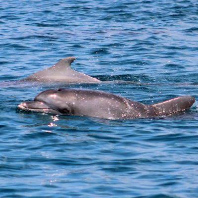 Dolphin Migration Watamu (April & November)